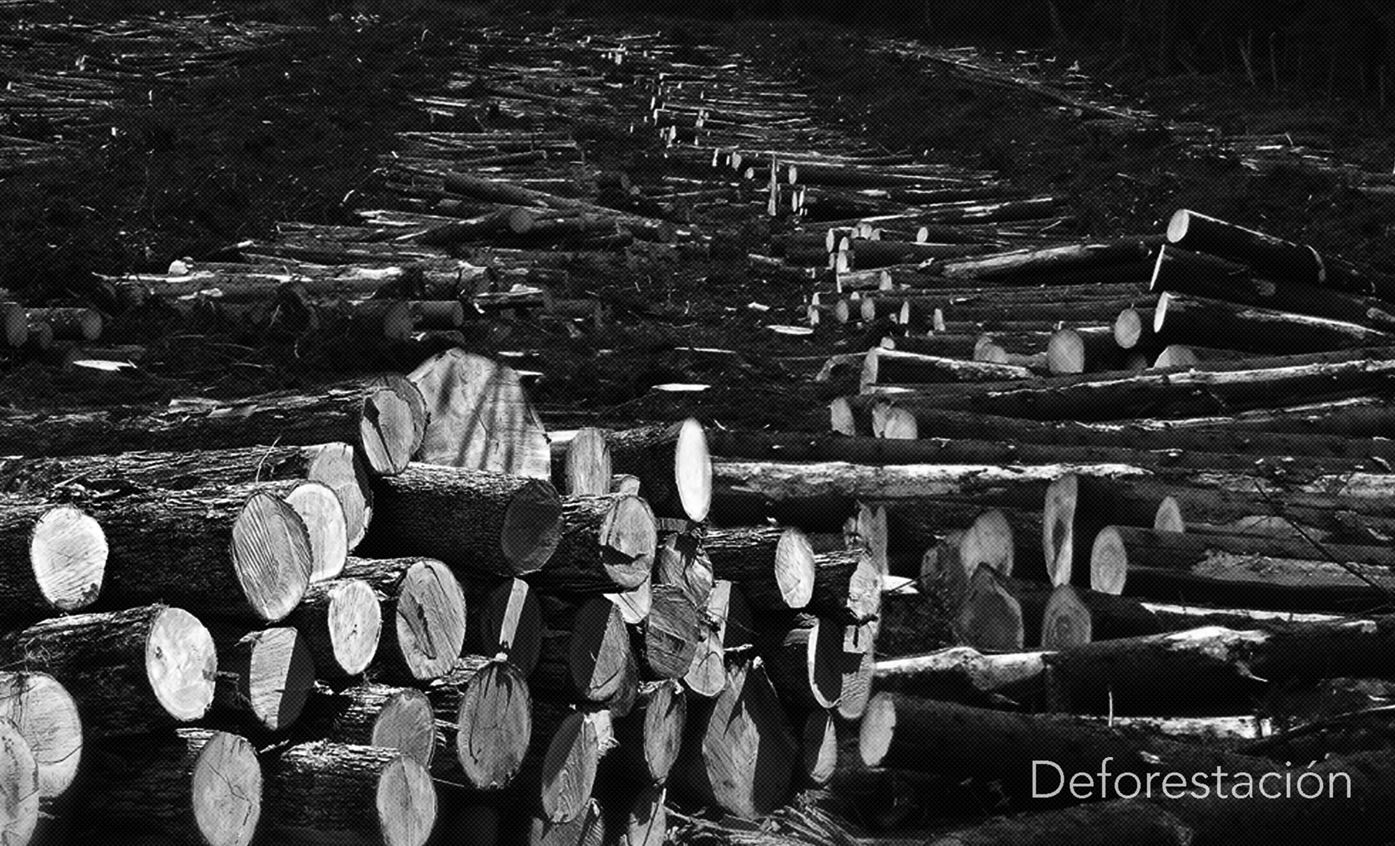 2deforestacion